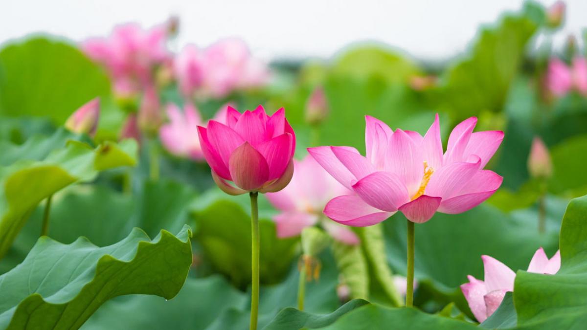 CĂN HỘ DU LỊCH